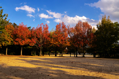 公園の秋