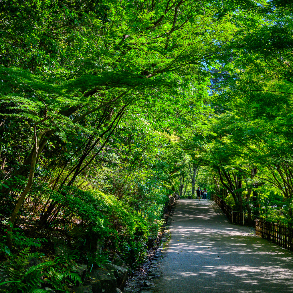 新緑の散歩道