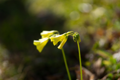 小さな花