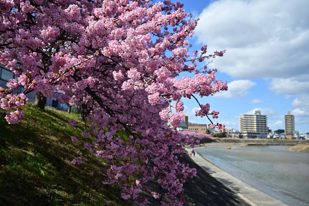 河津桜