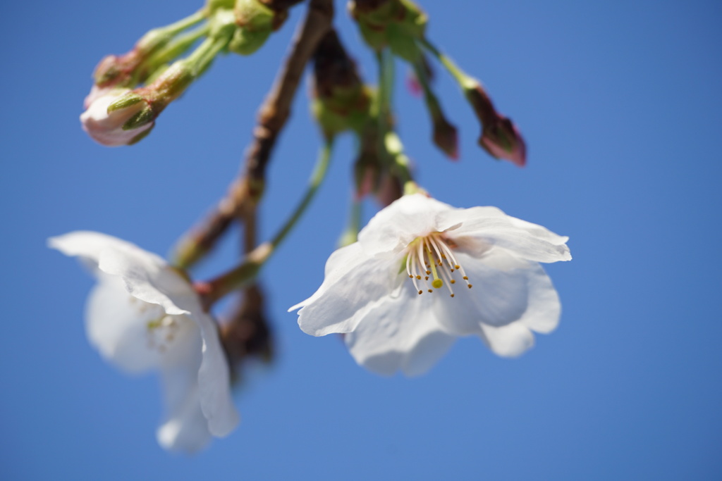 川沿いの桜