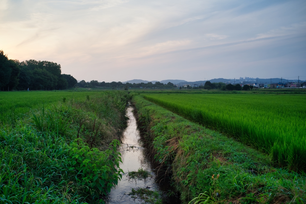 夜明けの香り