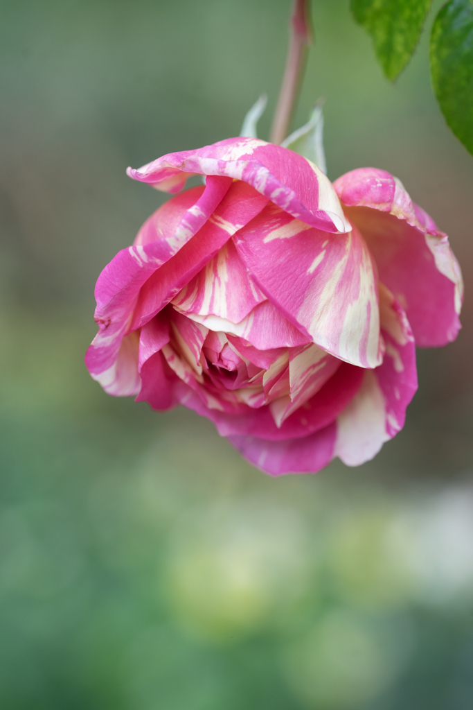 垂れ下がるバラ