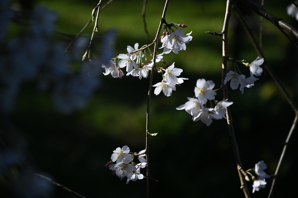 しだれ桜