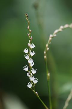 小さな花