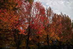 公園の紅葉