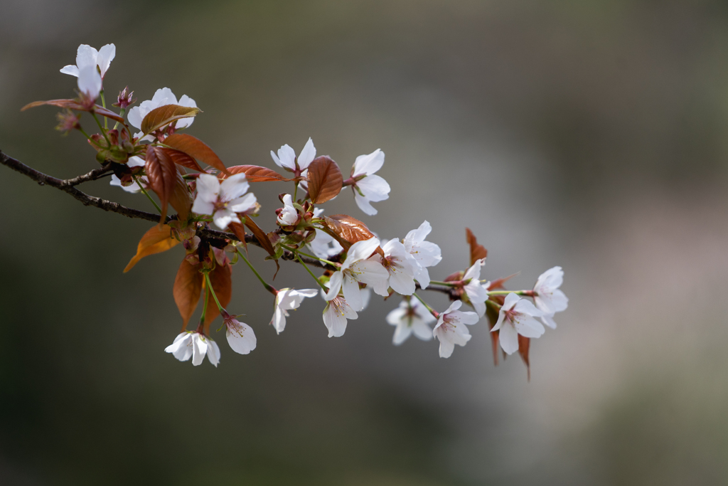 公園の桜