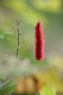キャットテール