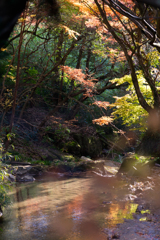 沢べりの紅葉