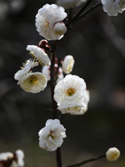 梅