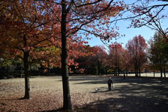 公園の紅葉