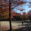 公園の紅葉