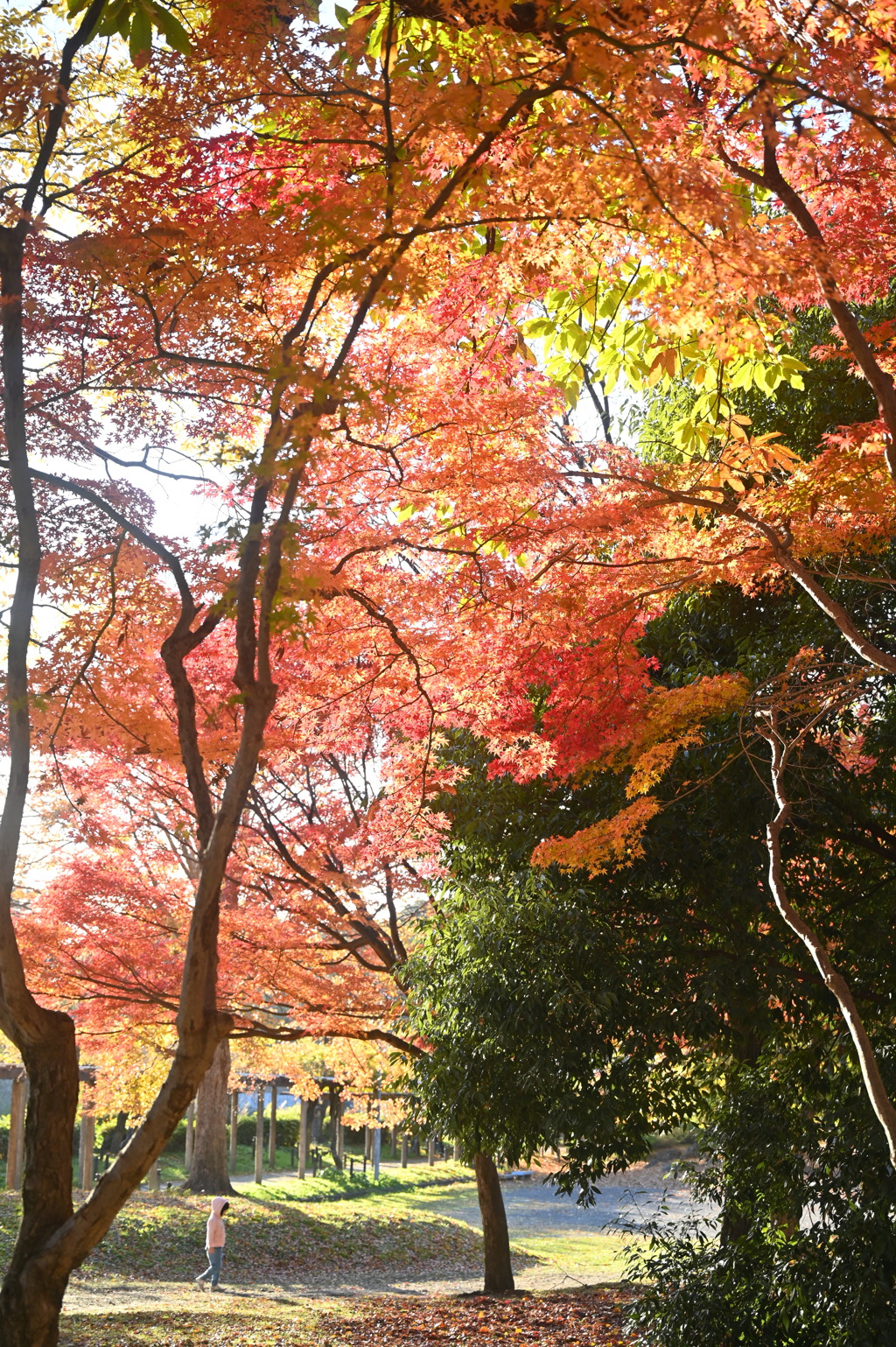 紅葉散歩