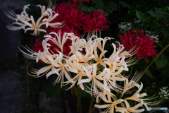 通りすがりの花