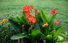 公園の花