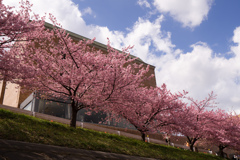 河津桜