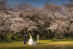 外堀通りの桜　１