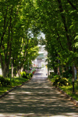 公園の通り道