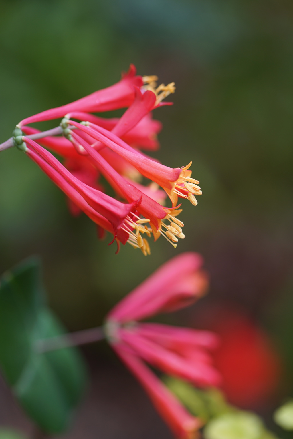 細長の花