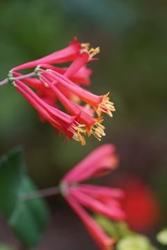 細長の花