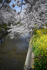 堤の桜