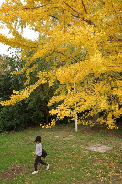 公園の黄葉　黄葉