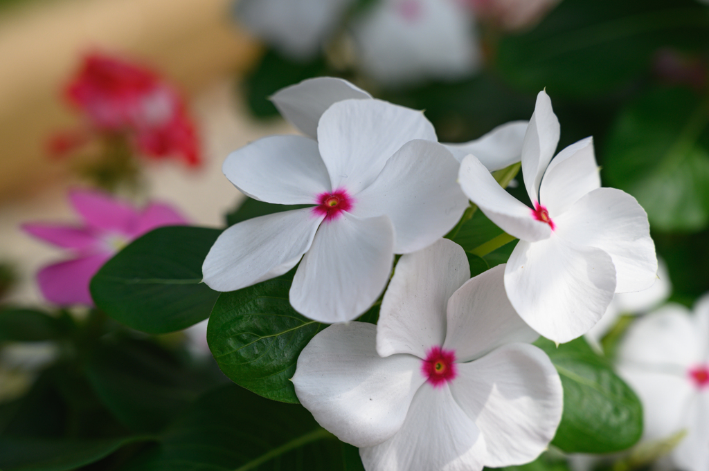 白色の花
