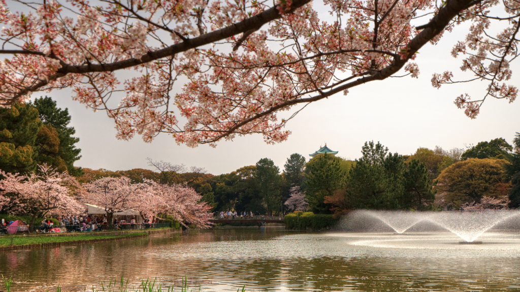 公園の花見　１