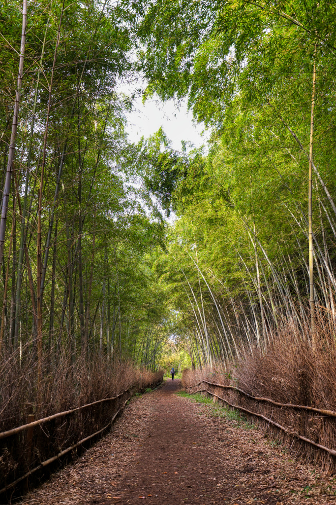 公園の小路