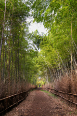 公園の小路