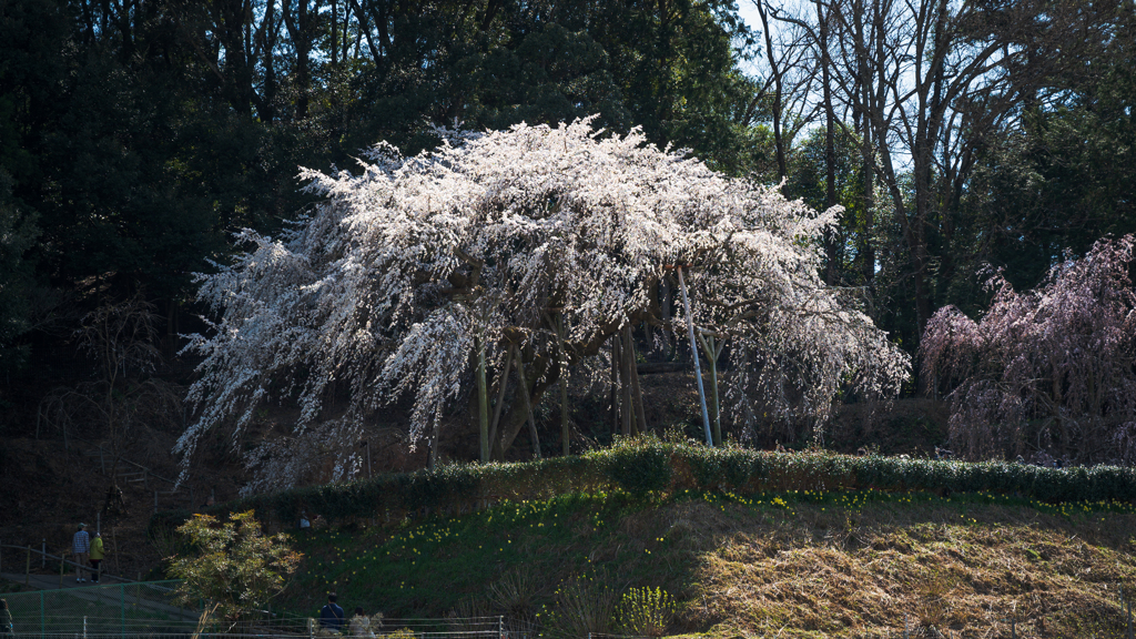 古木の桜