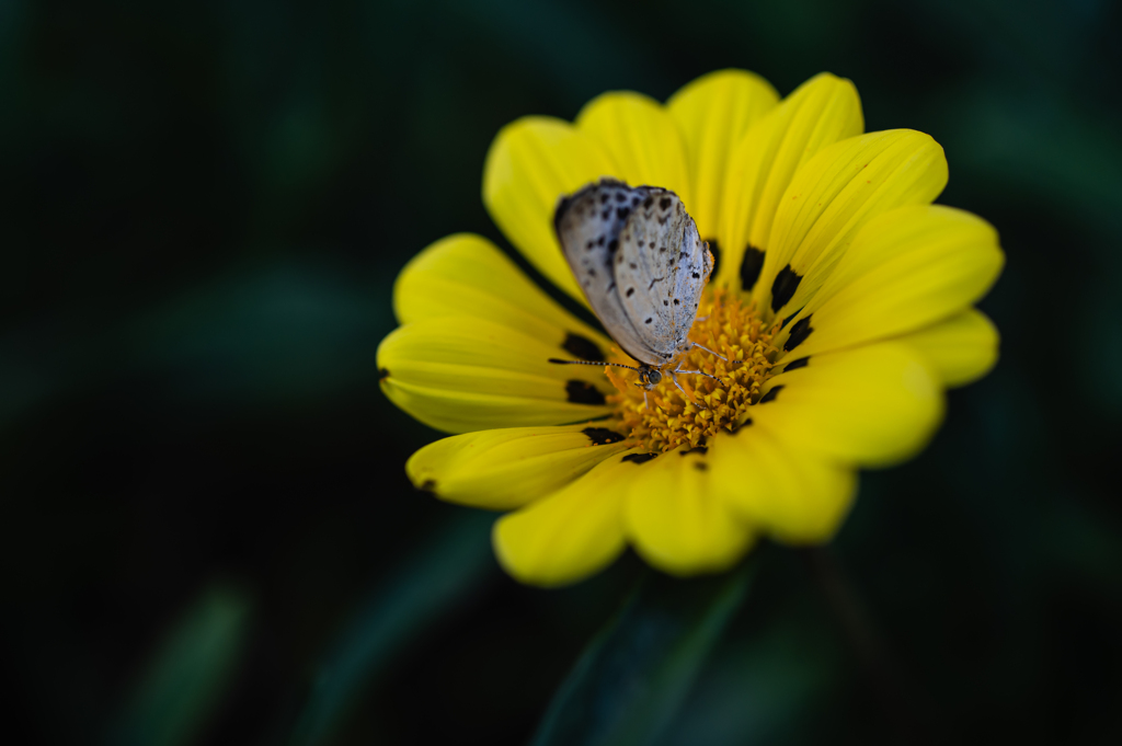 黄色い花に