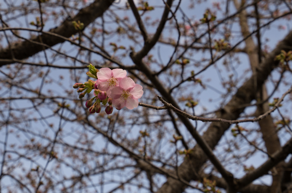 紅一点？