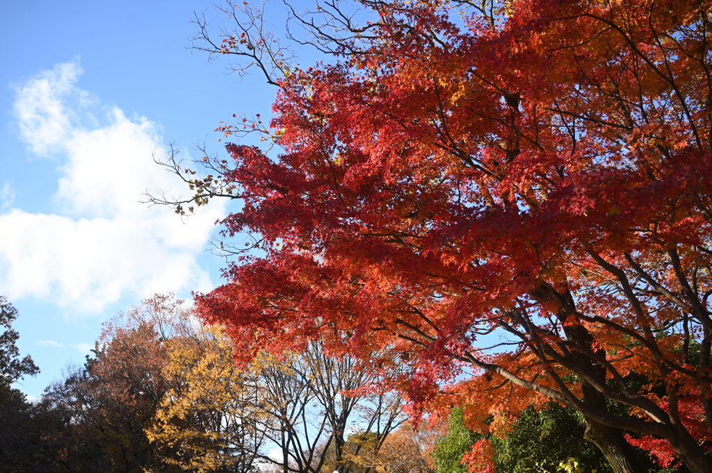 公園の紅葉