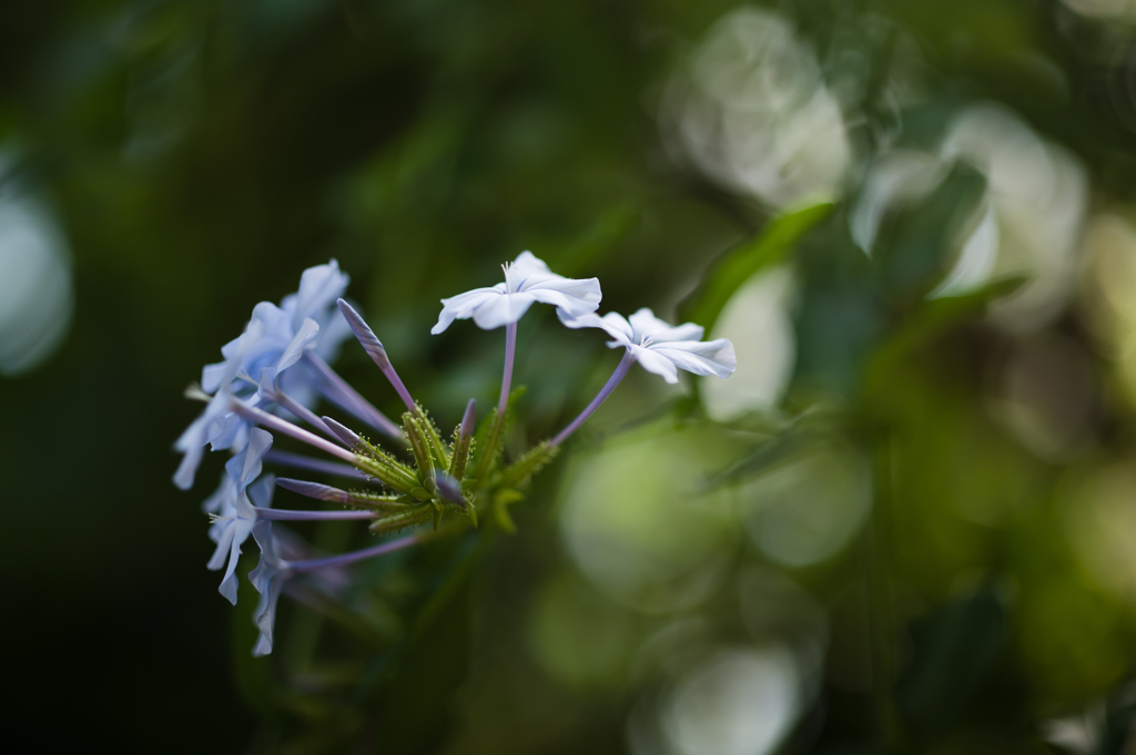 ときどき見かける花