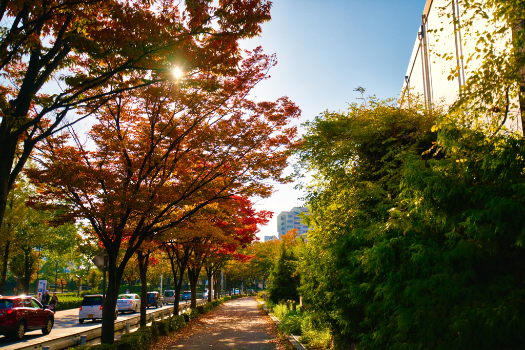 沿道の紅葉