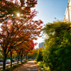 沿道の紅葉