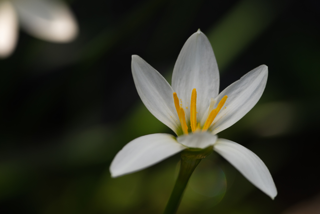 白い花