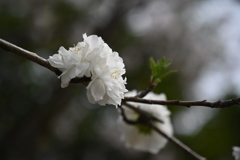 花モモ