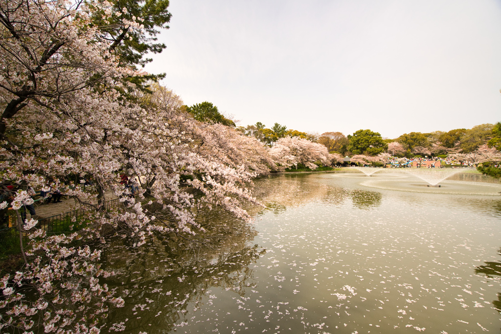 公園の桜