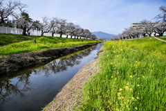 お花見散歩