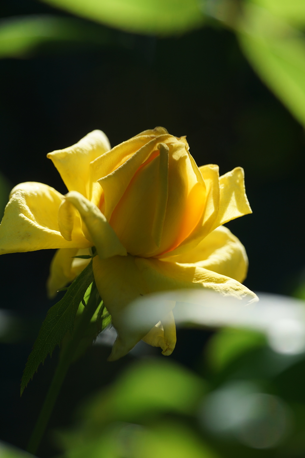 黄色のバラ