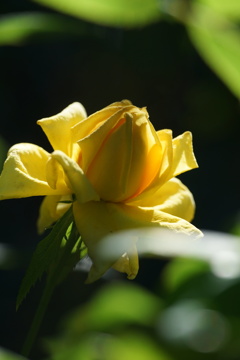 黄色のバラ