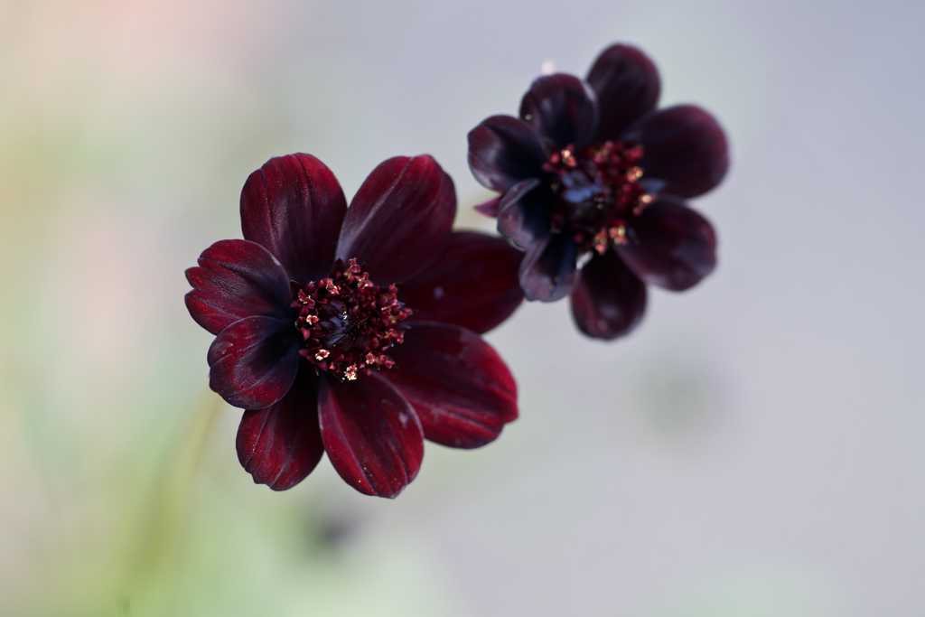 チョコレートコスモス