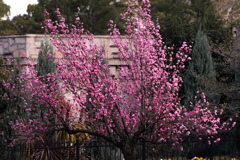 花桃