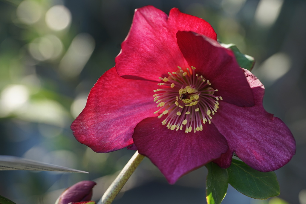 クリスマスローズ