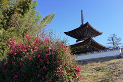 葵紋のあるお寺