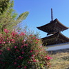 葵紋のあるお寺