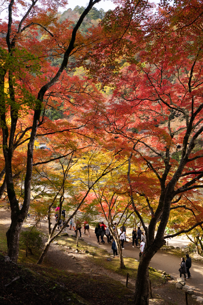 紅葉散歩