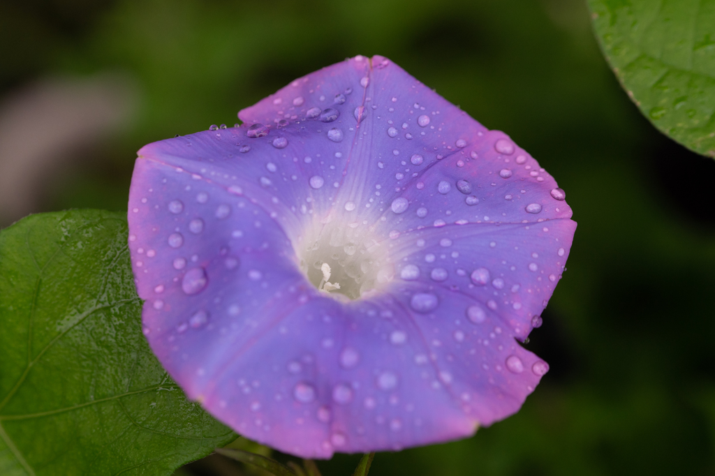 雨粒